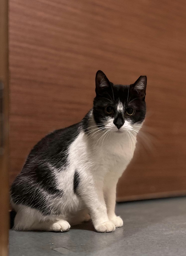 Adoptusie. Atka - filigranowa koteczka. W domu :)