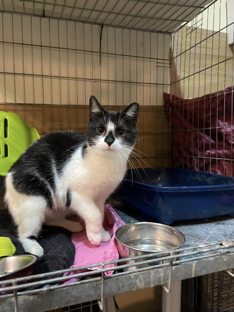 Adoptusie. Atka - filigranowa koteczka. W domu :)