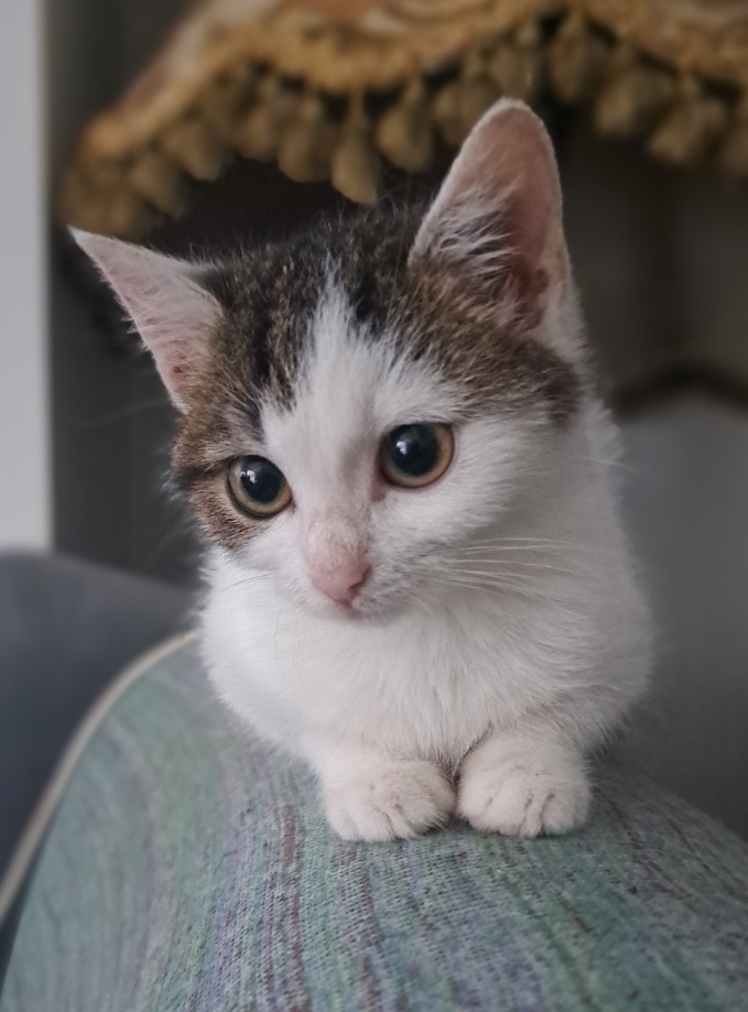 Adoptusie. Blum - mała iskierka. Adoptowana :)