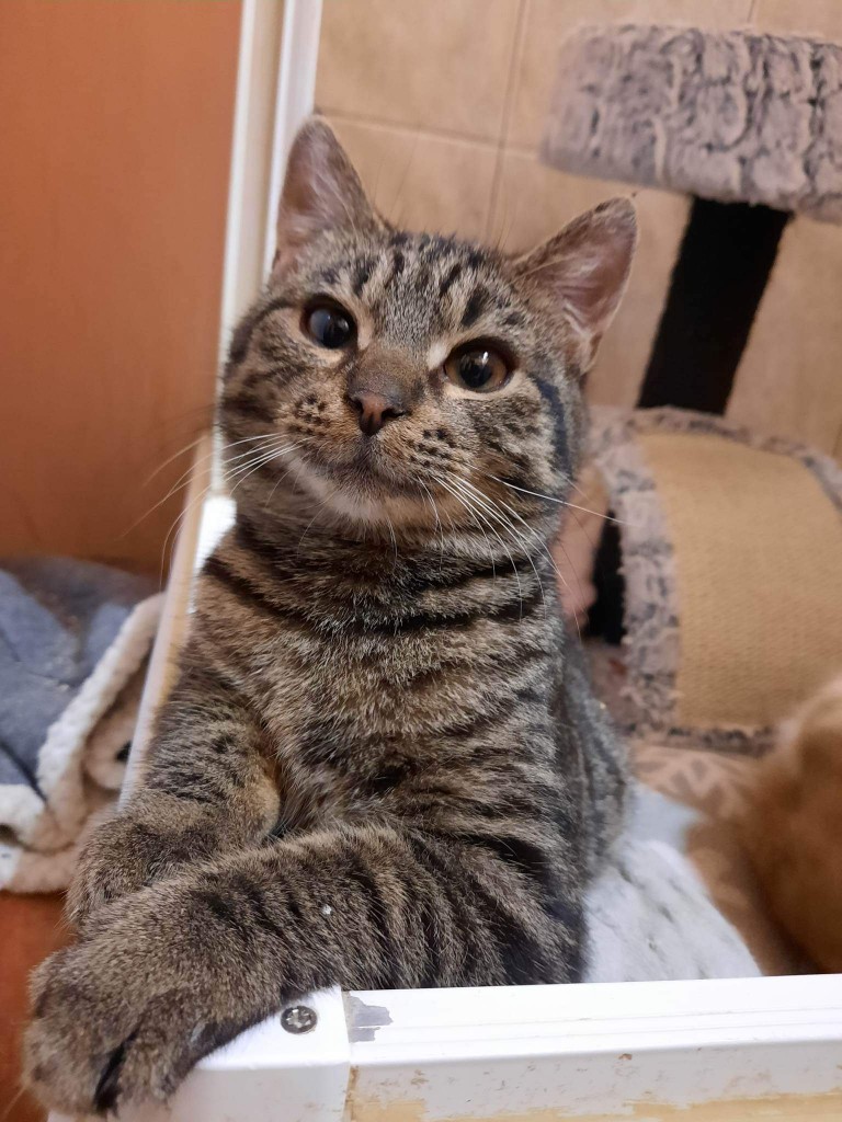 Adoptusie. Irek z Bałut. W domu :)