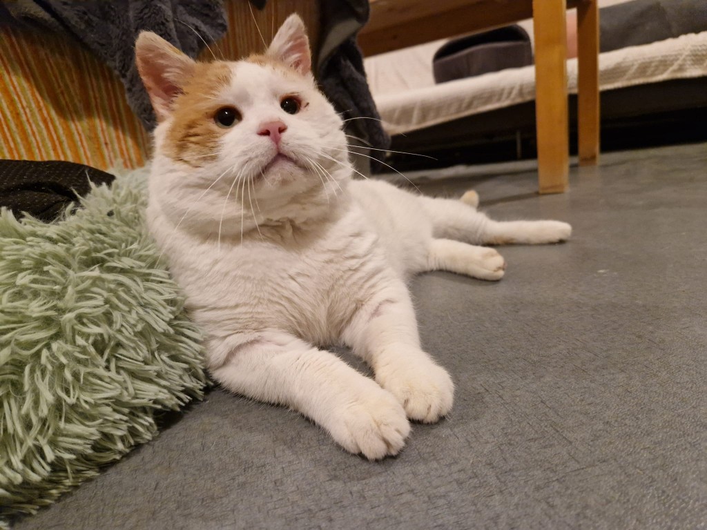 Adoptusie. Chomik - przyjaciel na dobre i złe. W domu :)