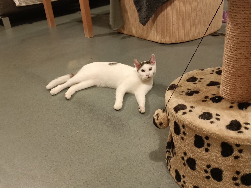 Adoptusie. Krewetka - w domu :)
