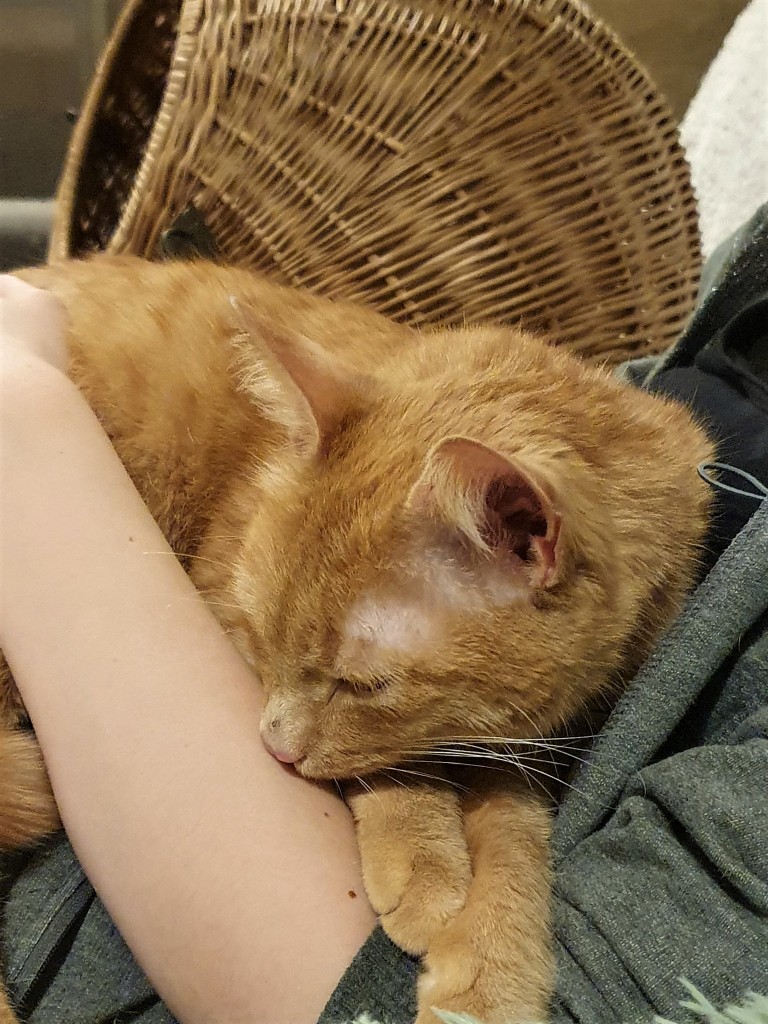 Adoptusie. Królewna Bursztynka. Adoptowana :)