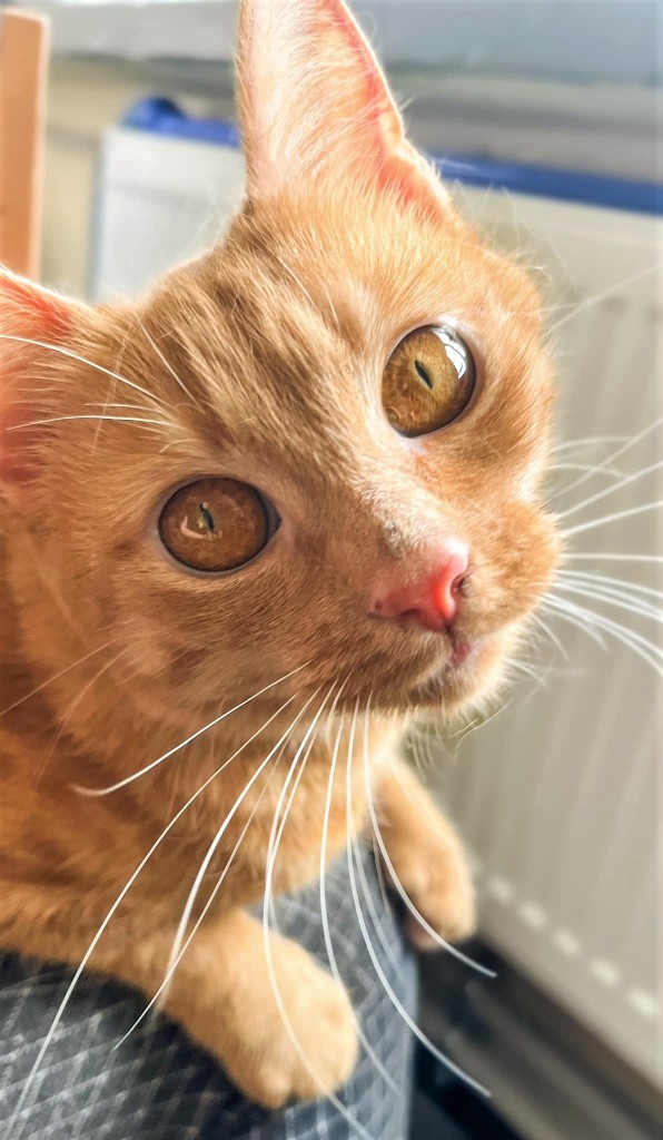 Adoptusie. Królewna Bursztynka. Adoptowana :)