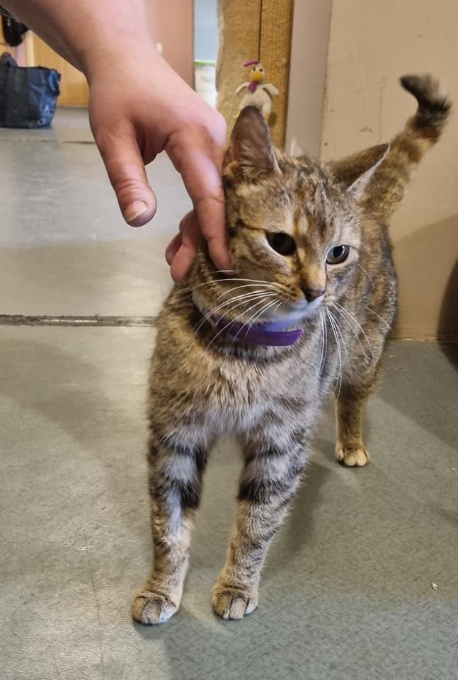 Kiki. Adoptowana :)