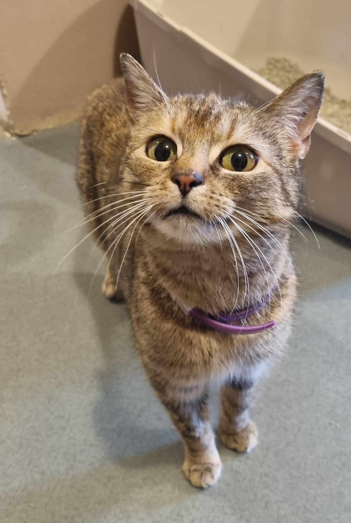 Adoptusie. Kiki – delikatna pieszczoszka. W domu :)