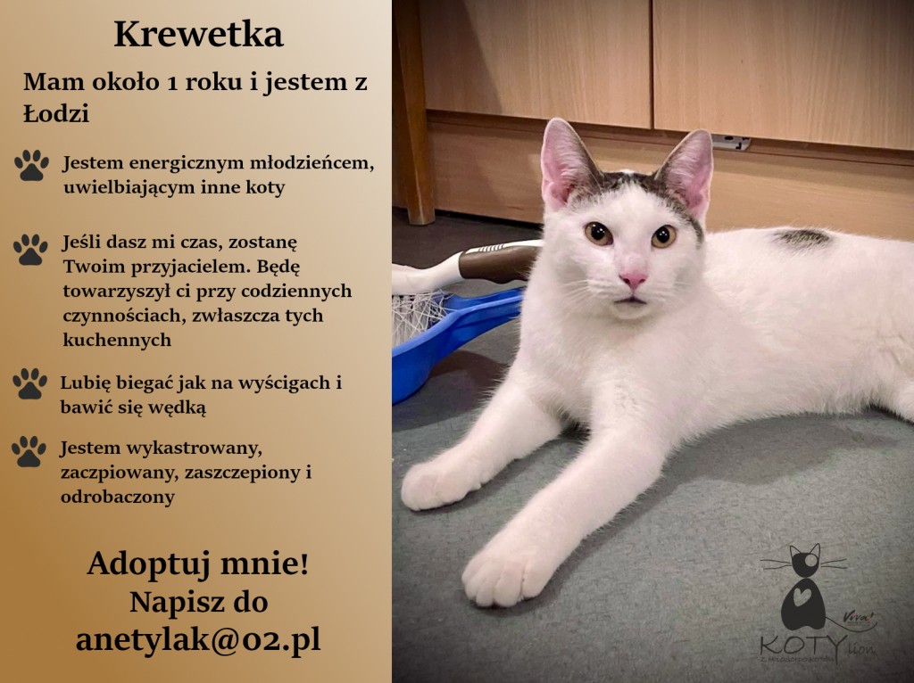 Adoptusie. Krewetka - w domu :)