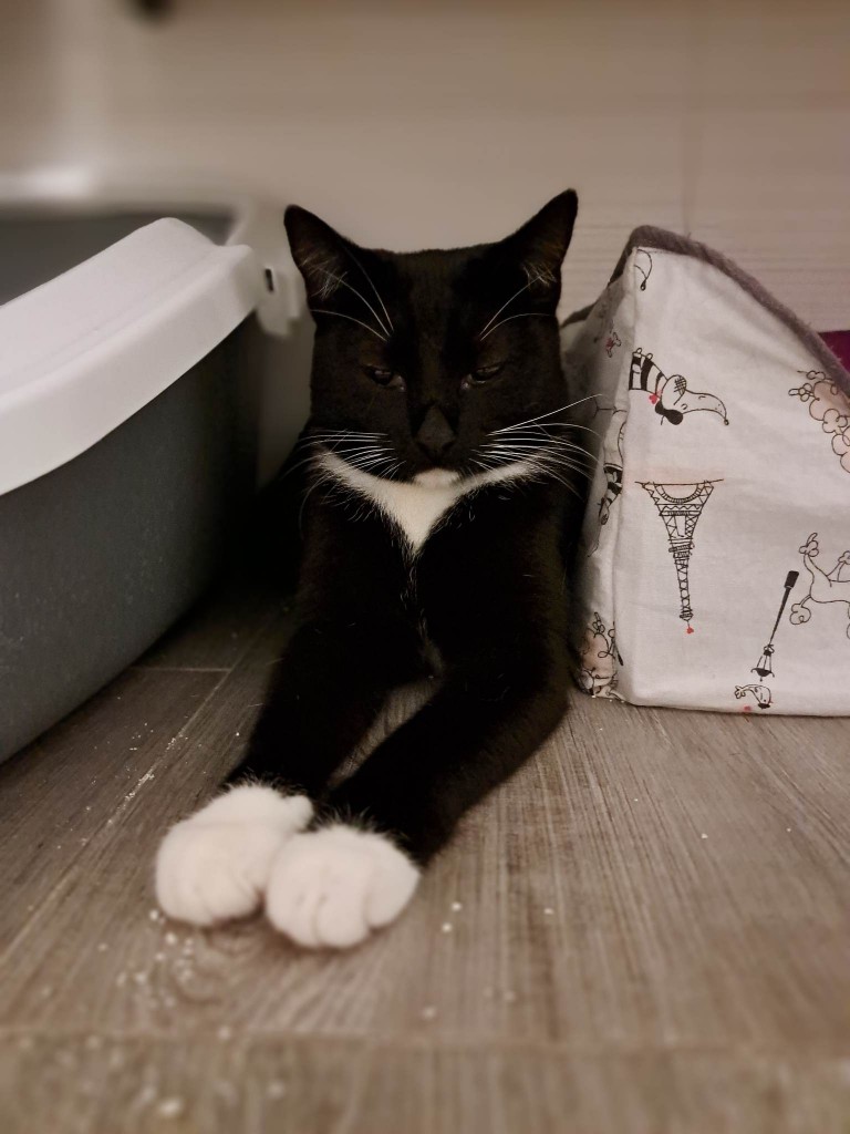 Mięta i jej dzieci. Bazylia – szczęśliwa adopcja :)