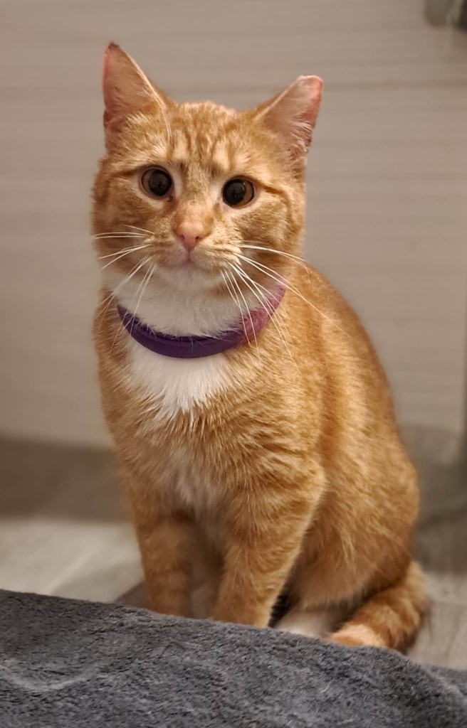 Adoptusie. Lutka. Adoptowana