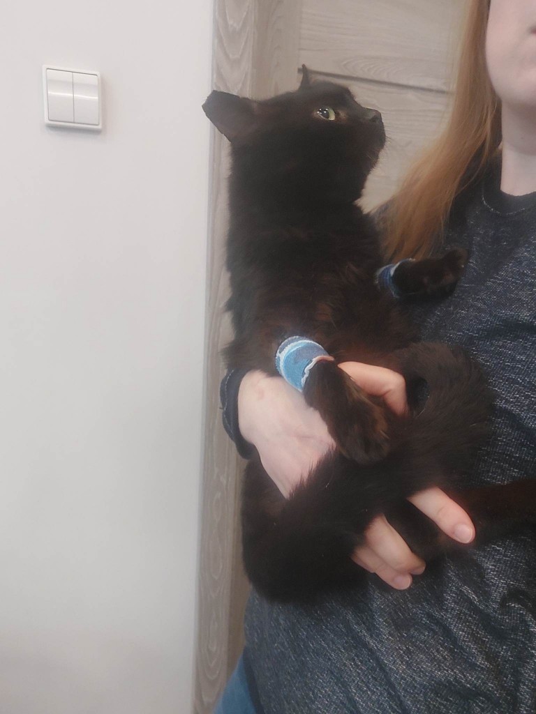 Wrzosek felv+ adoptowany :)