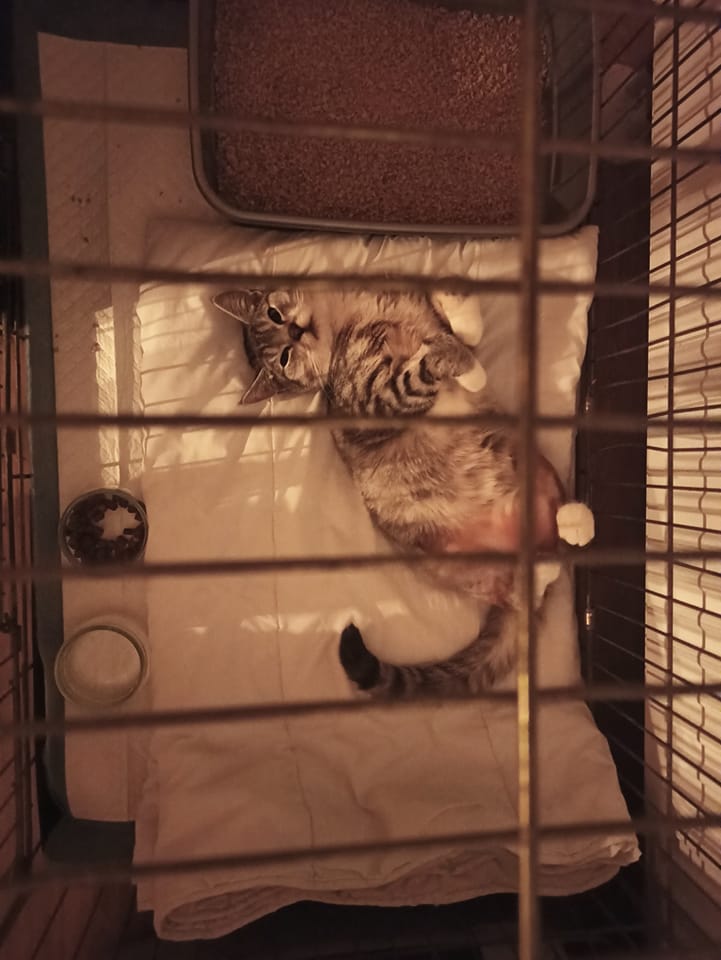 Simba - nasz nowy podopieczny z połamanymi łapkami. Powolutku do przodu
