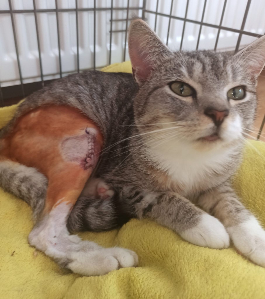 Simba - nasz nowy podopieczny z połamanymi łapkami. Powolutku do przodu