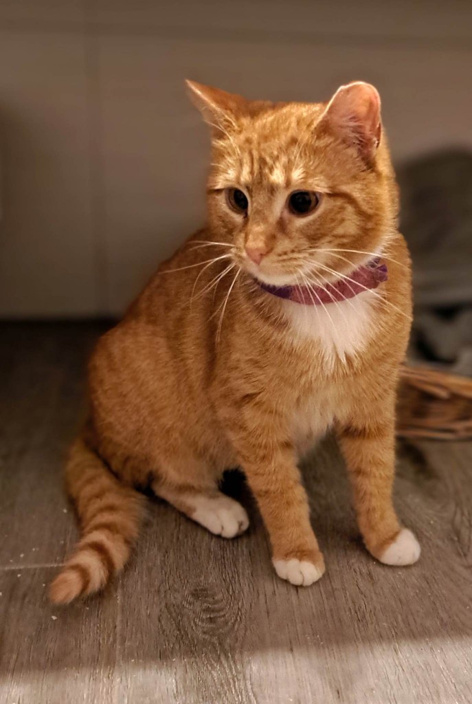Adoptusie. Lutka. Adoptowana