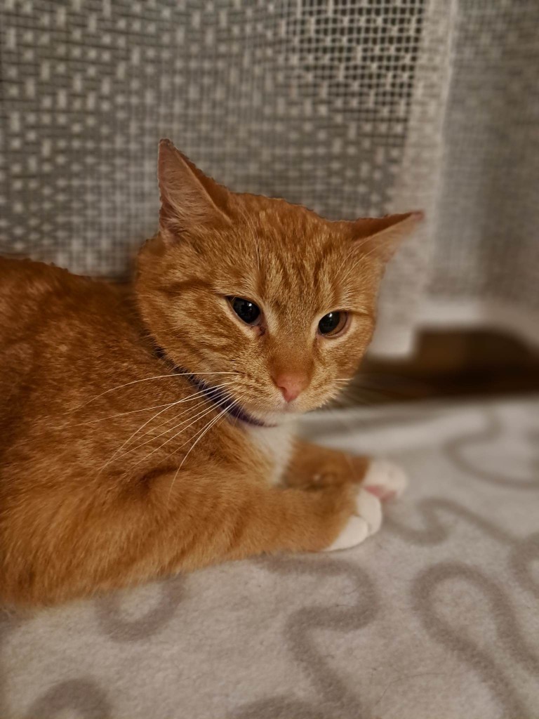 Adoptusie. Lutka. Adoptowana