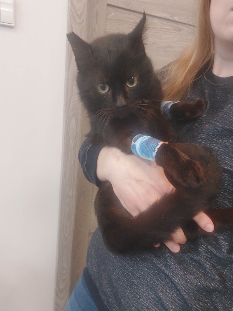 Wrzosek felv+ adoptowany :)