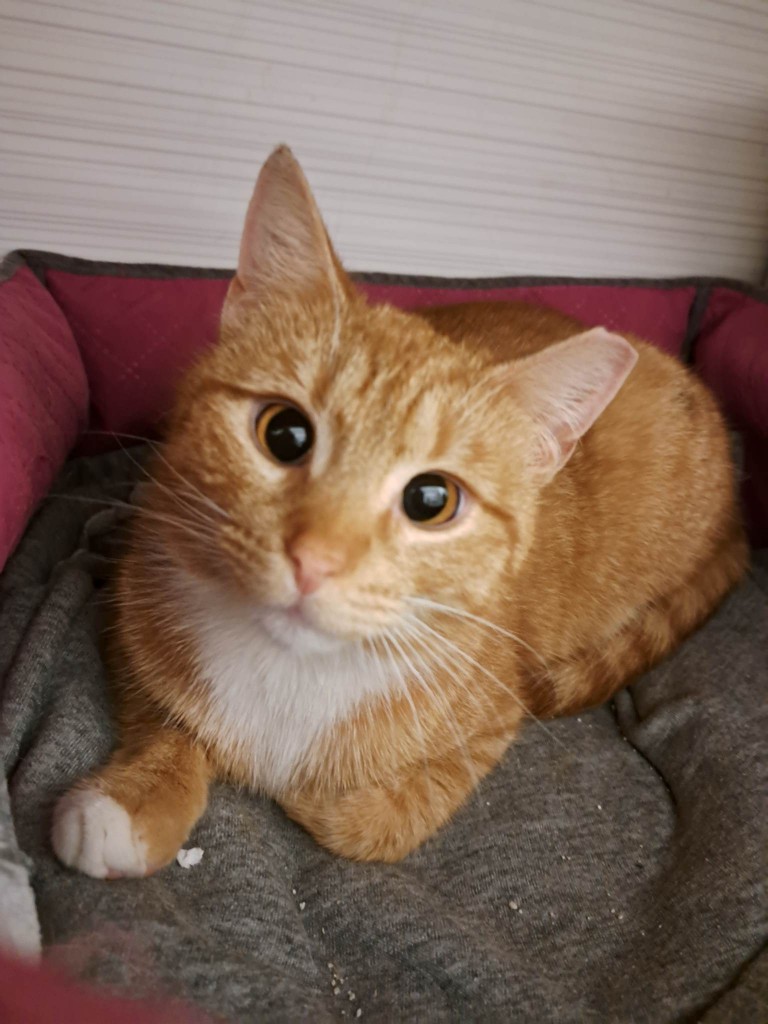 Adoptusie. Lutka. Adoptowana