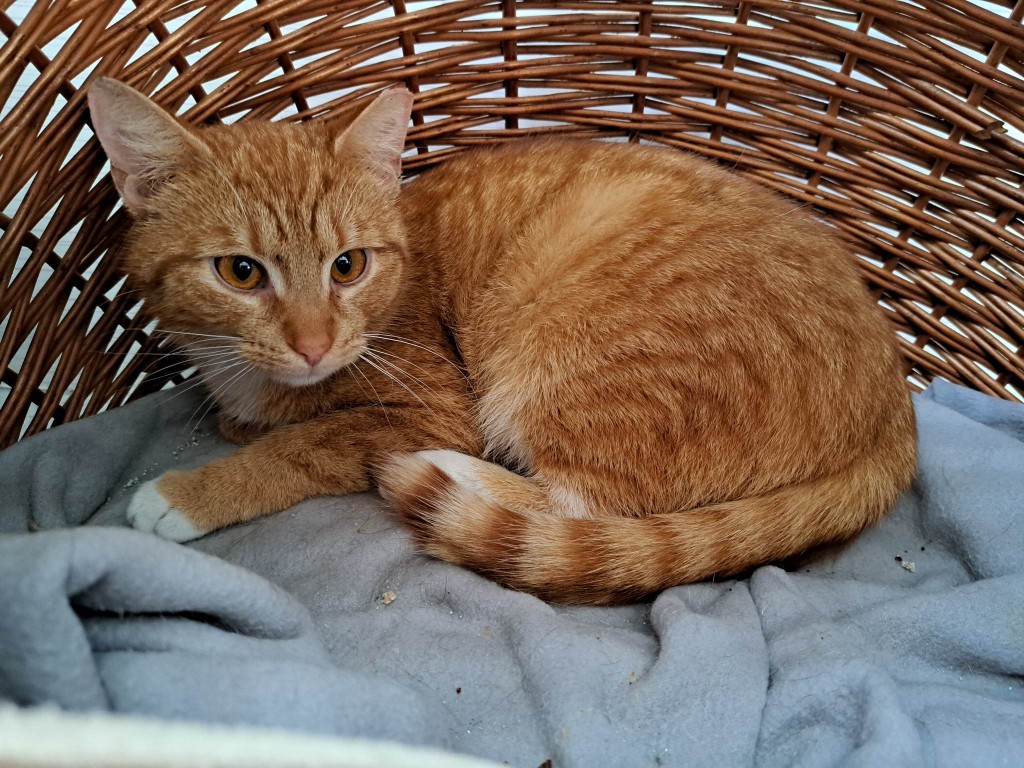 Adoptusie. Lutka. Adoptowana