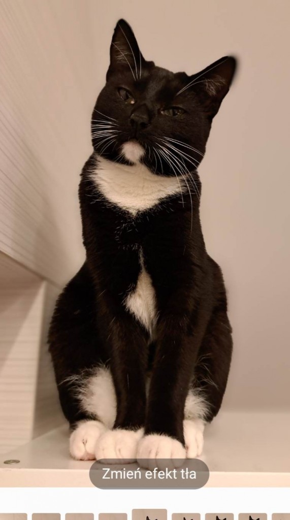 Adoptusie. Bazylka. Adoptowana :)