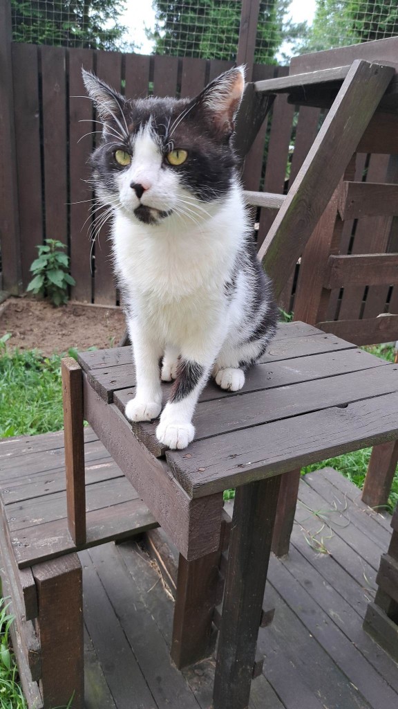 Ronin vel Bambosz w domu :)