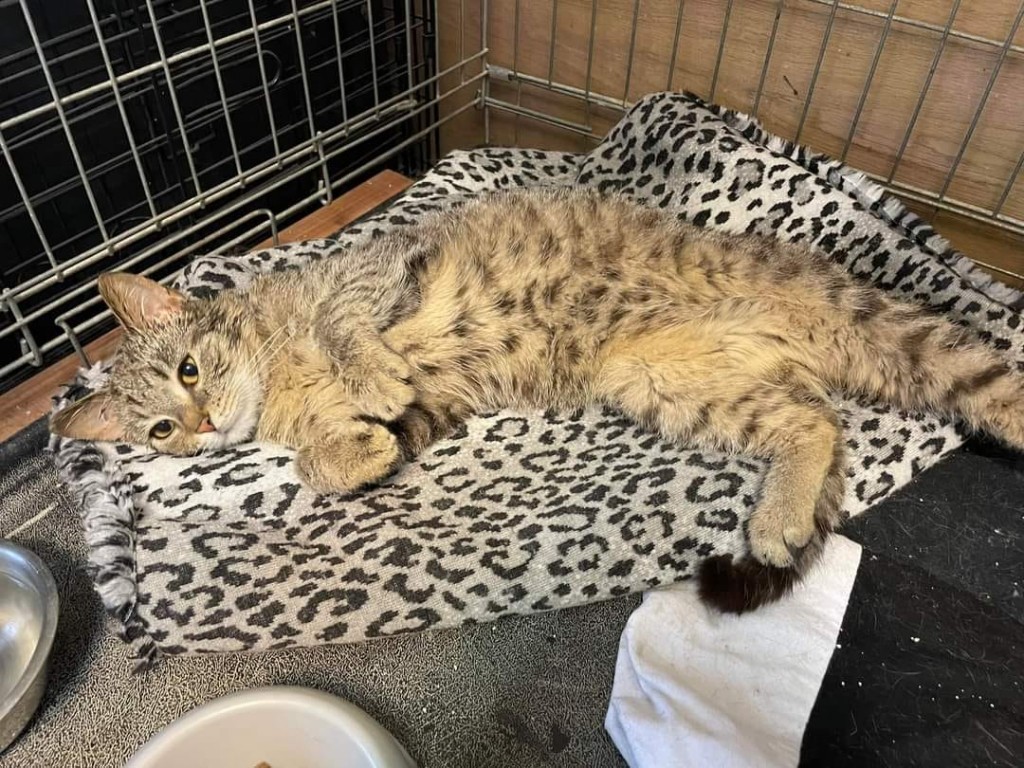 Adoptusie. Norek
