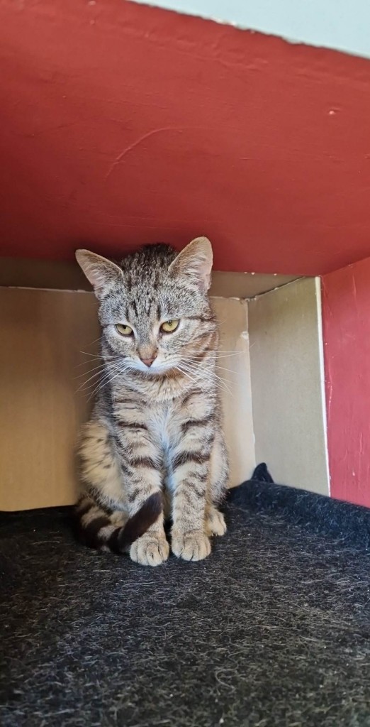 Adoptusie. Norek