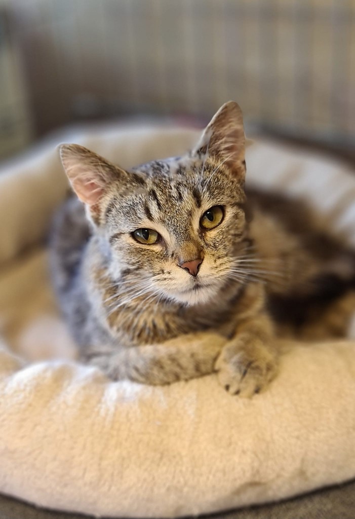 Adoptusie. Norek