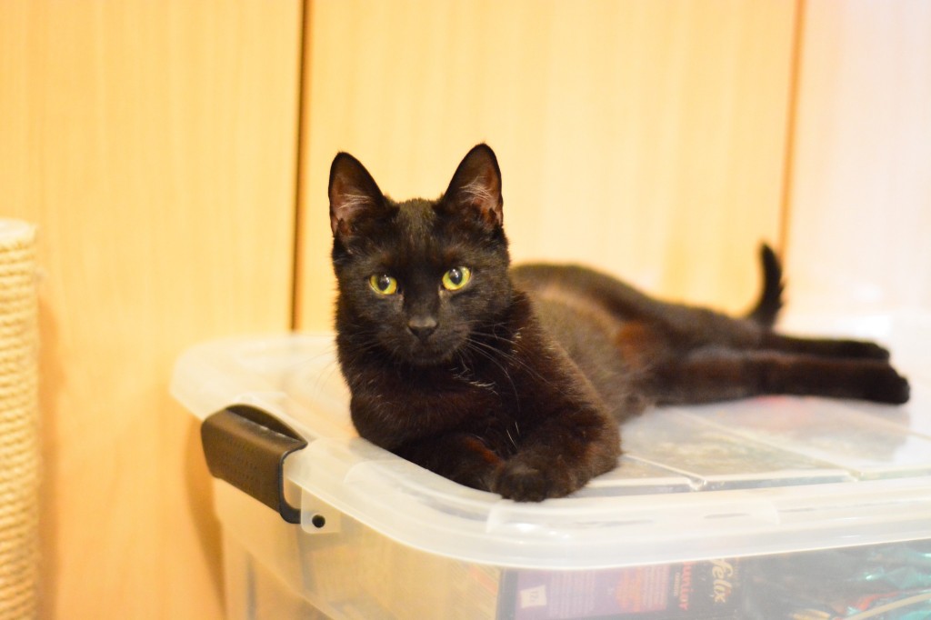 Adoptusie. Kenia – adoptowana :)