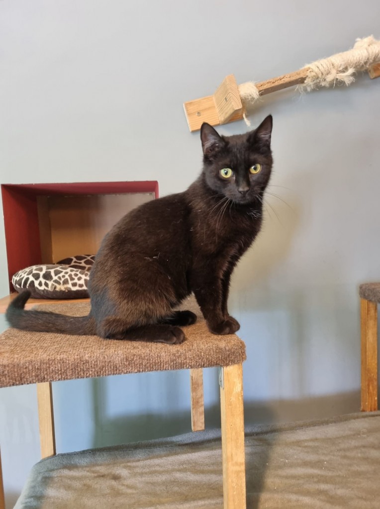 Adoptusie. Kenia – adoptowana :)
