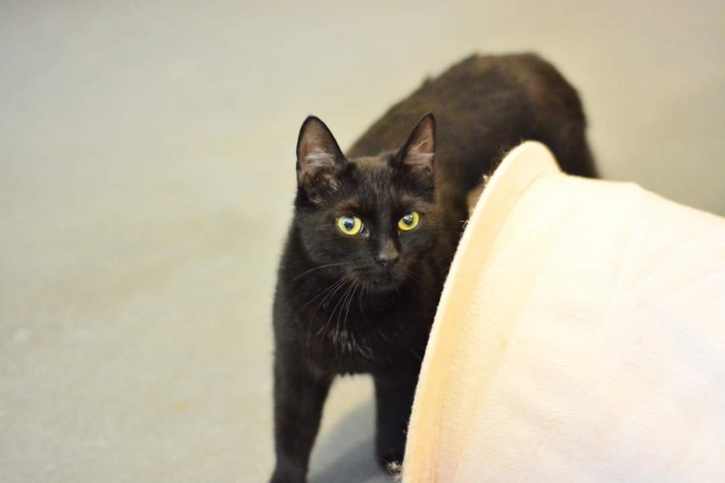 Adoptusie. Kenia – adoptowana :)