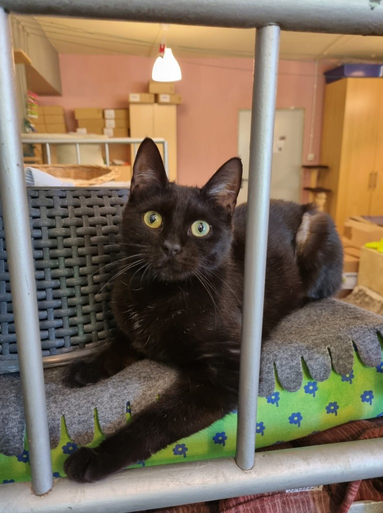 Adoptusie. Kenia – adoptowana :)