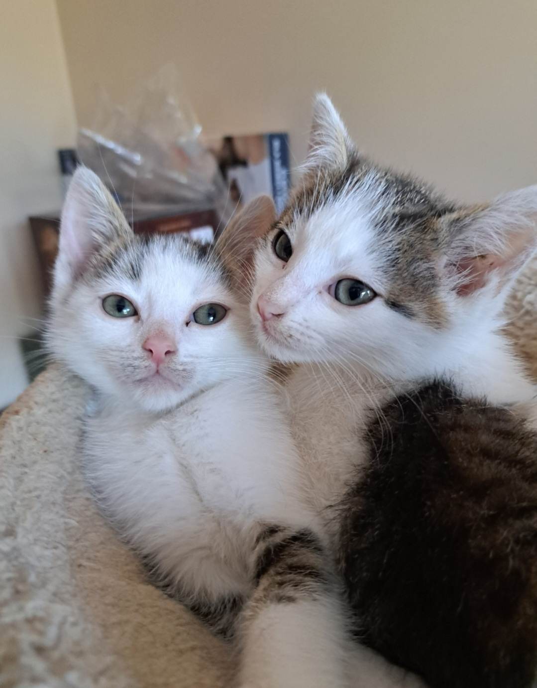 Adoptusie. Mniszek. W domu :)
