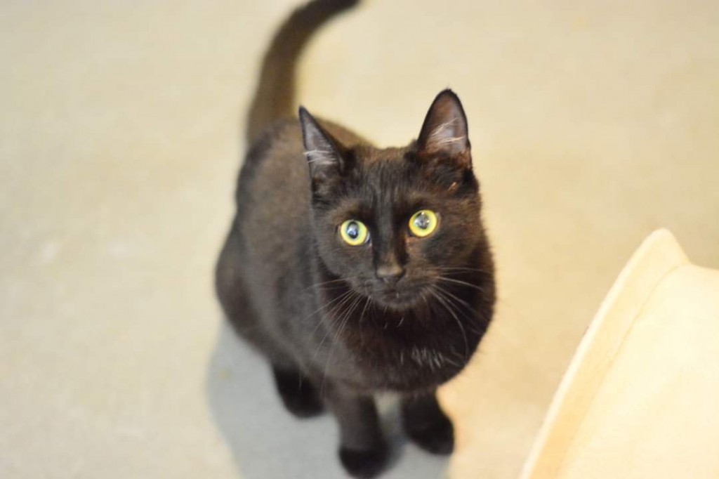 Adoptusie. Kenia – adoptowana :)