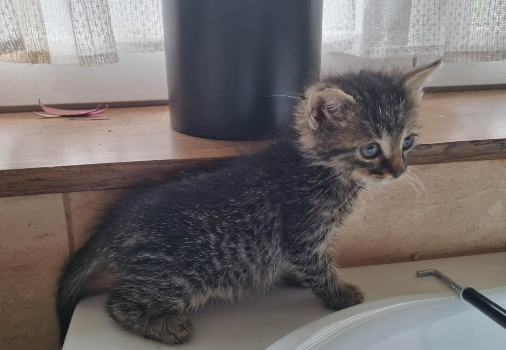 Szpilka i Przecinek – w domach :)