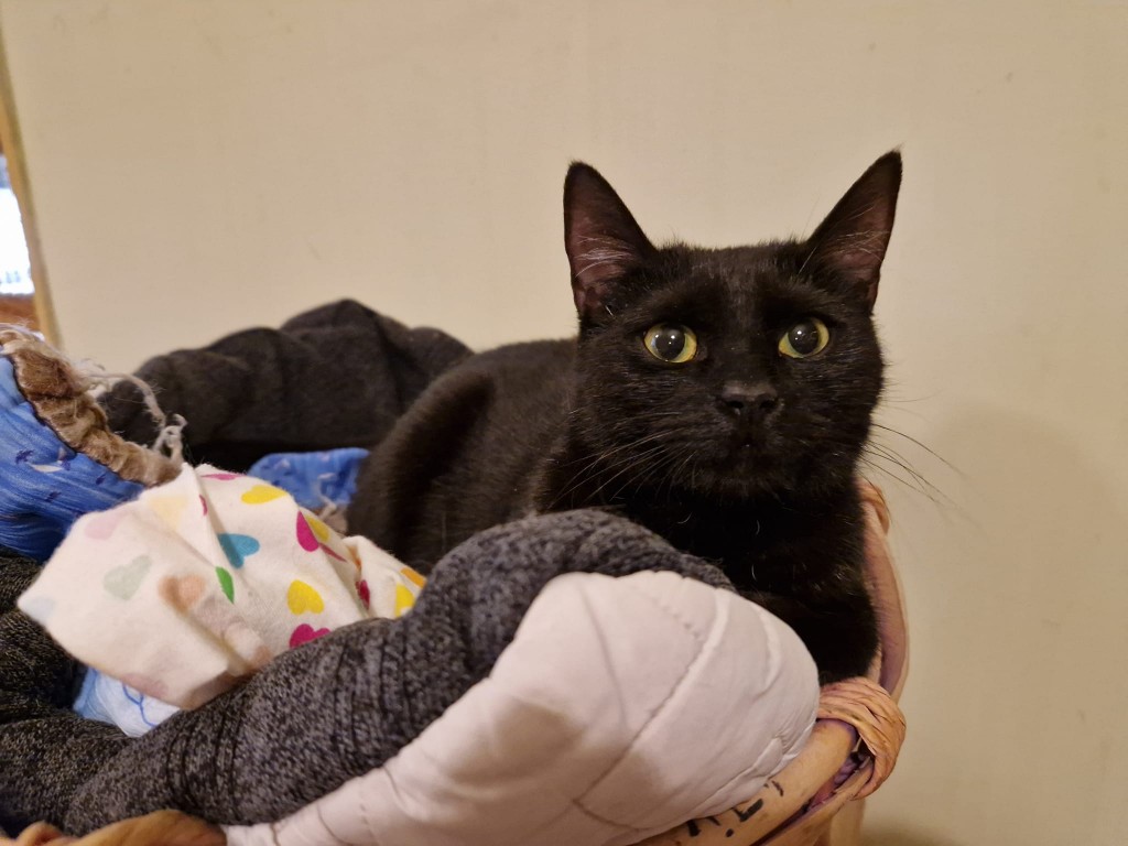 Adoptusie. Kenia – adoptowana :)