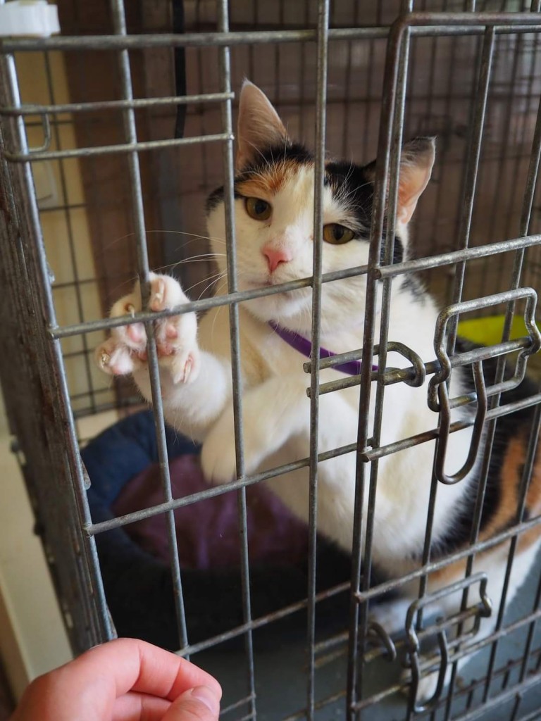 Adoptusie. Zuli - piękna dama. Adoptowana :)