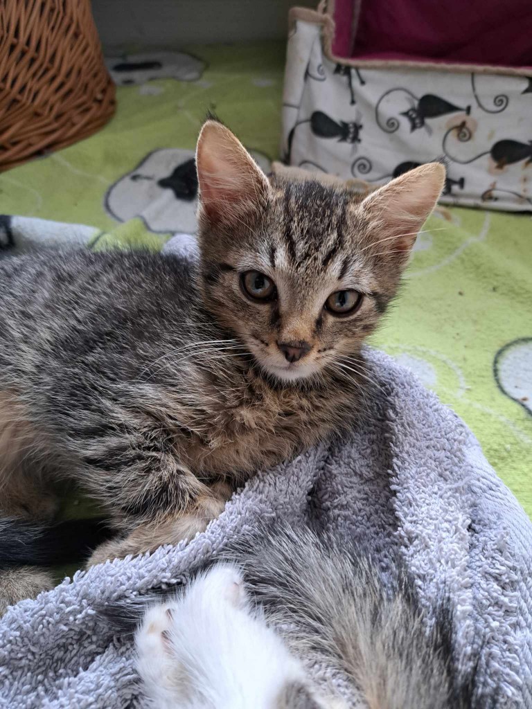 Adoptusie. Przecinek. Adoptowany :)