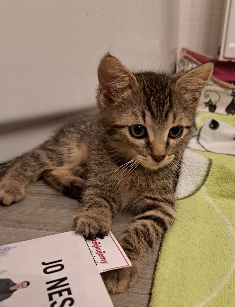 Adoptusie. Przecinek. Adoptowany :)