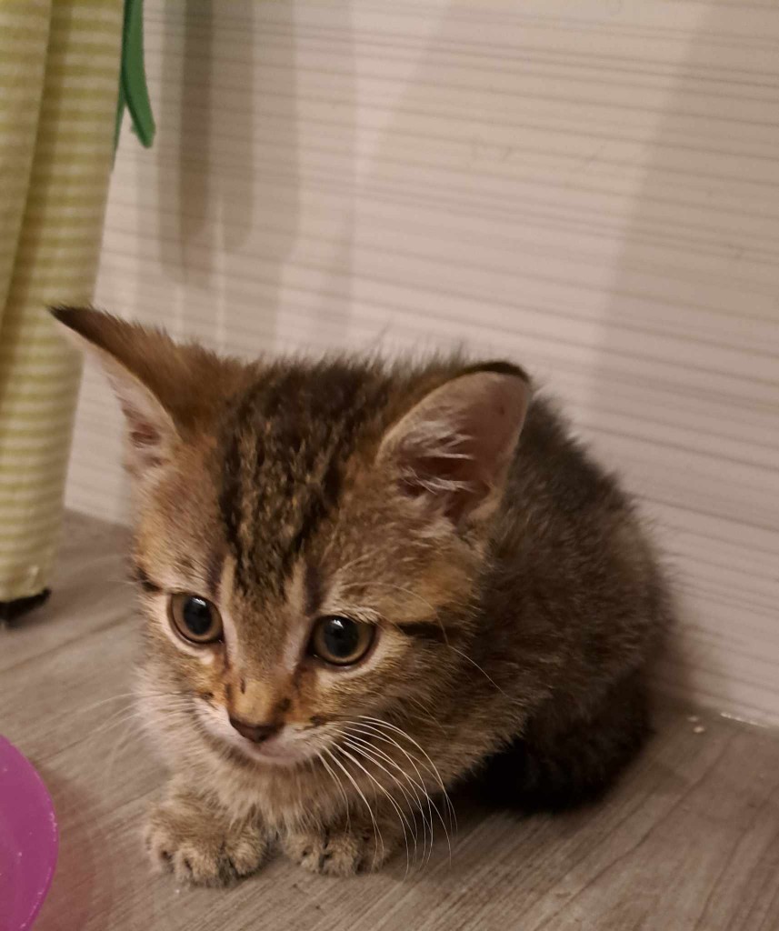 Adoptusie. Przecinek. Adoptowany :)