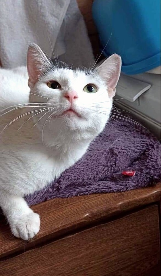 Rufina adoptowana :)