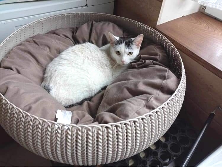 Rufina adoptowana :)