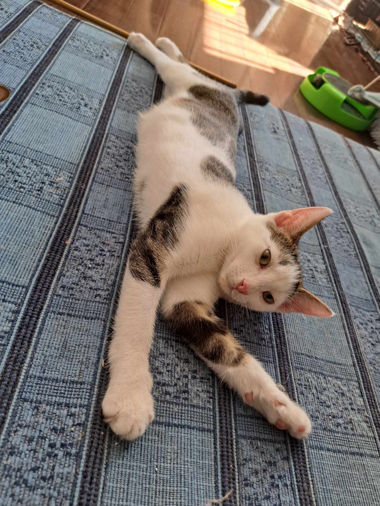 Adoptusie. Słodki Maczek. W domu :)