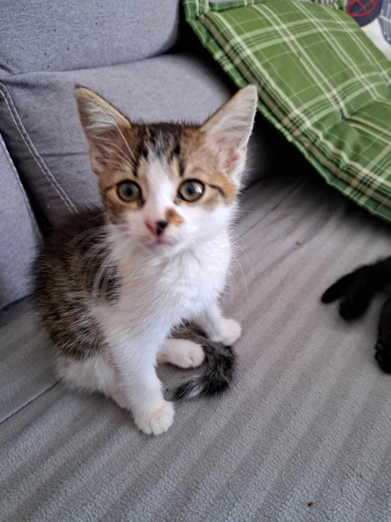 Adoptusie. Motek. W domu :)
