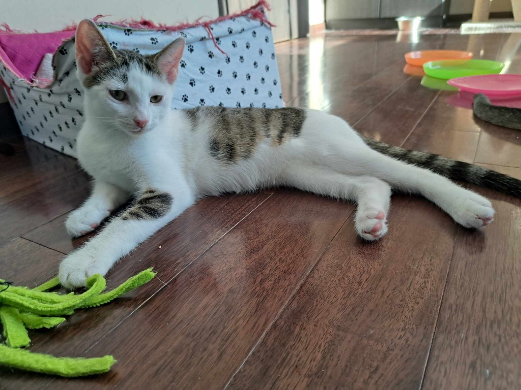 Adoptusie. Słodki Maczek. W domu :)