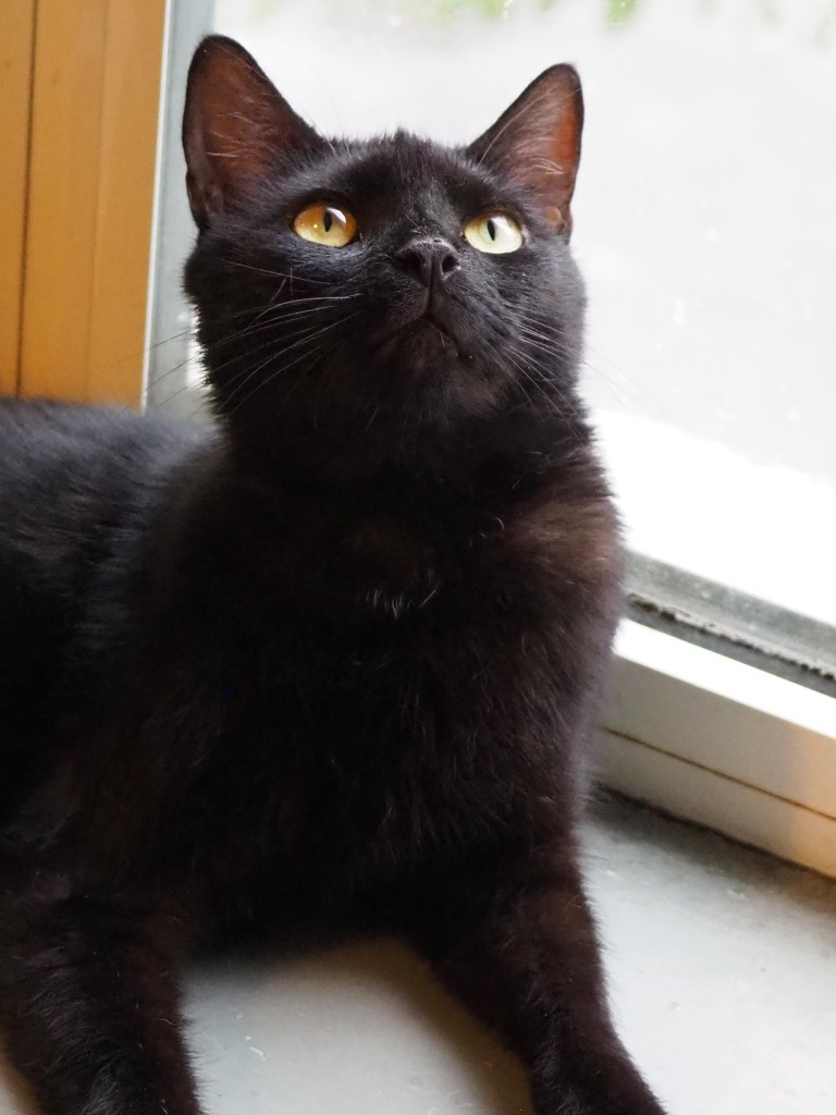 Adoptusie. Boni - w domu :)