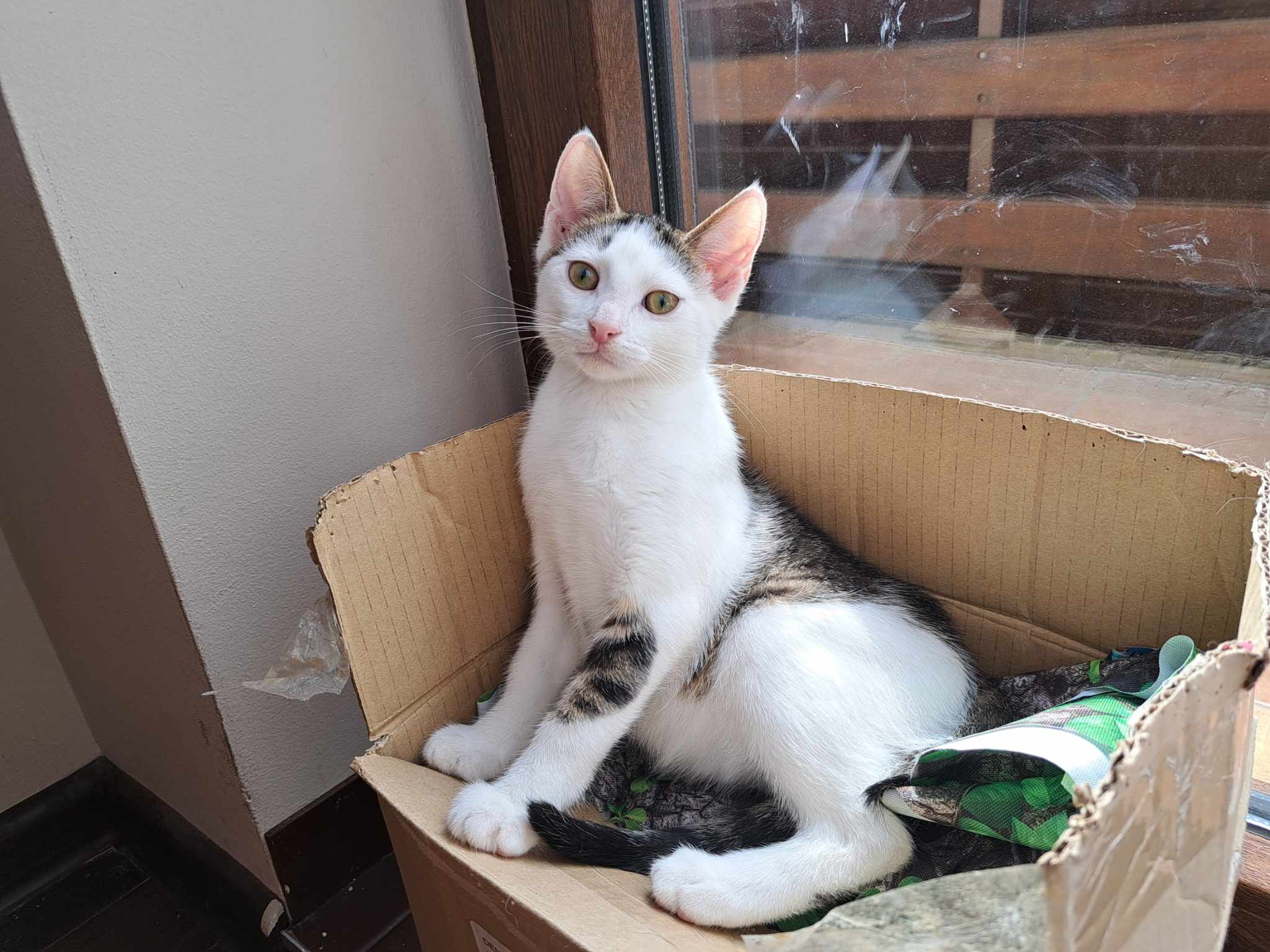 Adoptusie. Słodki Maczek. W domu :)
