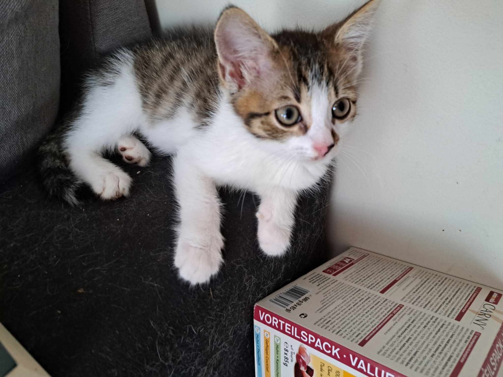 Adoptusie. Kłębuszek. W domu :)