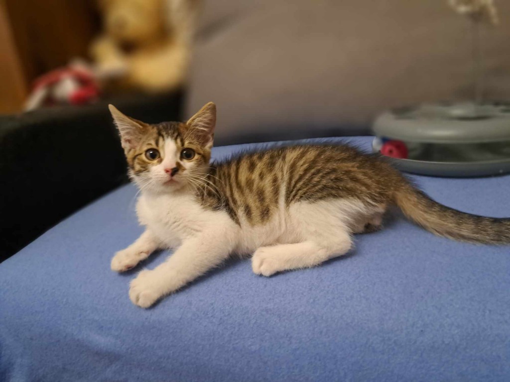Adoptusie. Kłębuszek. W domu :)