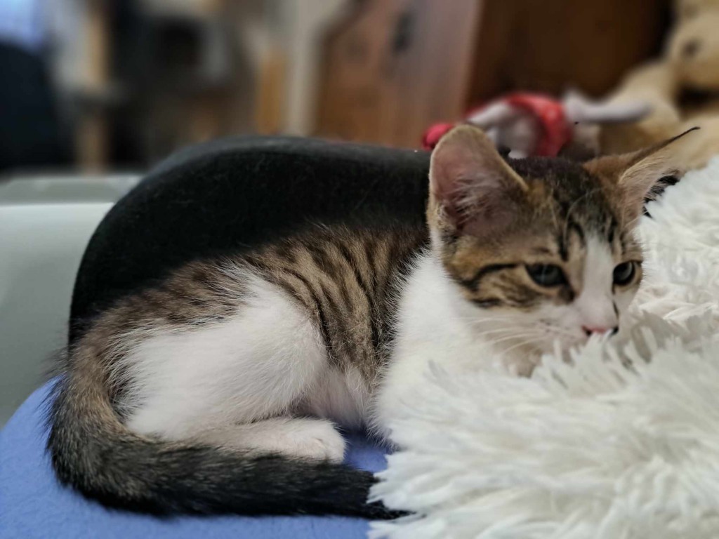 Adoptusie. Kłębuszek. W domu :)
