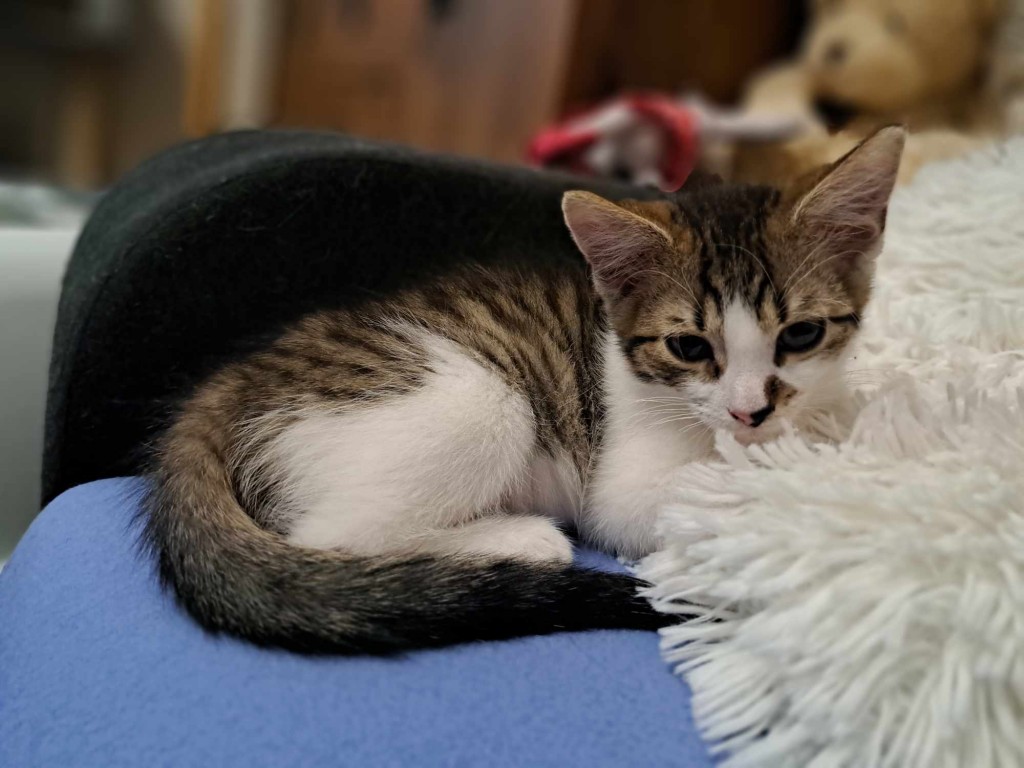 Adoptusie. Kłębuszek. W domu :)
