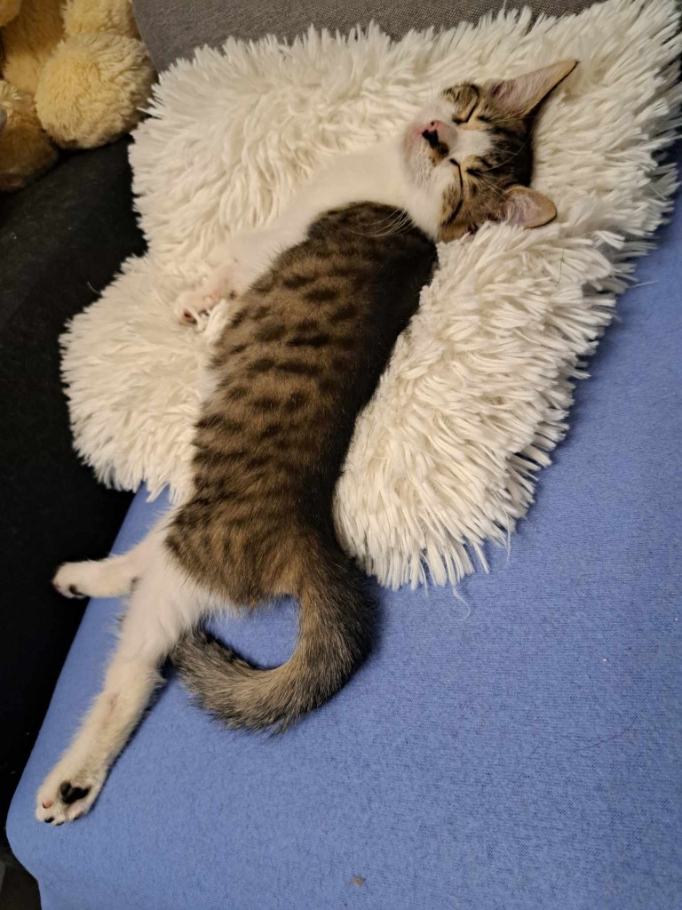 Adoptusie. Kłębuszek. W domu :)